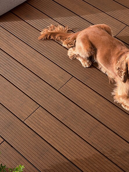 Hund liegt auf braunem Terrassenboden