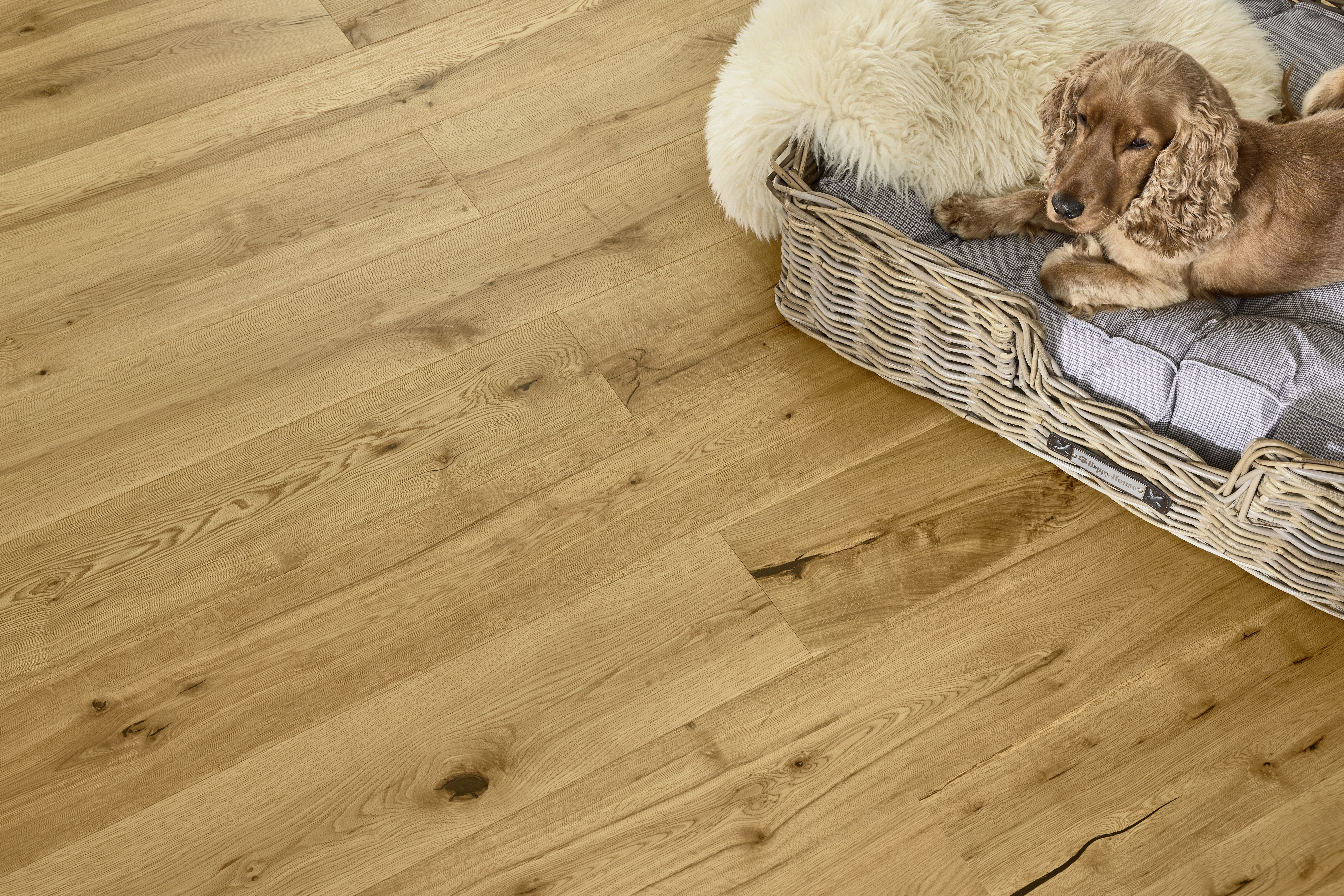 Hund in Hundekörbchen auf einem Holzboden
